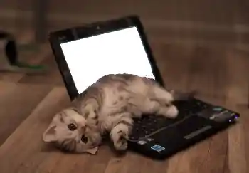 PhotoEffect da categoria Diversos № 101158 PhotoEffect da categoria Diversos № 101158