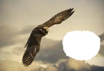 PhotoEffect da categoria Diversos № 114515 PhotoEffect da categoria Diversos № 114515