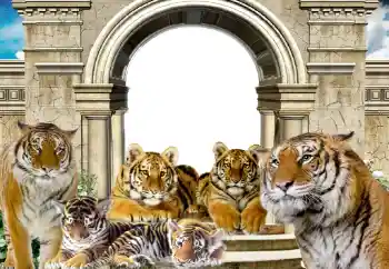 PhotoEffect da categoria Diversos № 116203 PhotoEffect da categoria Diversos № 116203