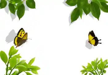 PhotoEffect da categoria Diversos № 117282 PhotoEffect da categoria Diversos № 117282