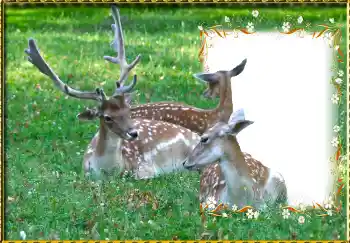 PhotoEffect da categoria Diversos № 123221