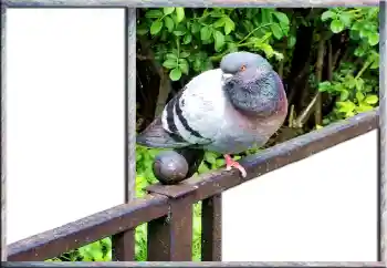 PhotoEffect da categoria Diversos № 127181