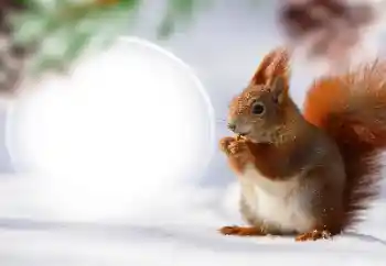 PhotoEffect da categoria Diversos № 128568 PhotoEffect da categoria Diversos № 128568