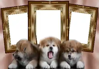 PhotoEffect da categoria Diversos № 130156 PhotoEffect da categoria Diversos № 130156