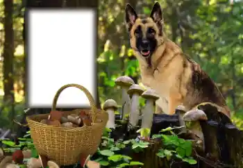 PhotoEffect da categoria Diversos № 153015