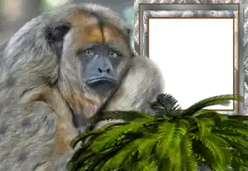 PhotoEffect da categoria Diversos № 154503