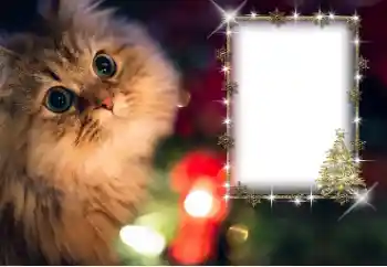 PhotoEffect da categoria Diversos № 162030