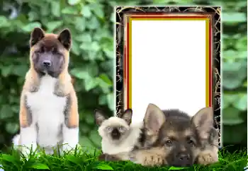 PhotoEffect da categoria Diversos № 167876