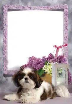 PhotoEffect da categoria Diversos № 169260 PhotoEffect da categoria Diversos № 169260