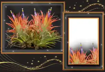 PhotoEffect da categoria Diversos № 169299 PhotoEffect da categoria Diversos № 169299