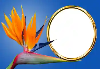 PhotoEffect da categoria Diversos № 170605 PhotoEffect da categoria Diversos № 170605