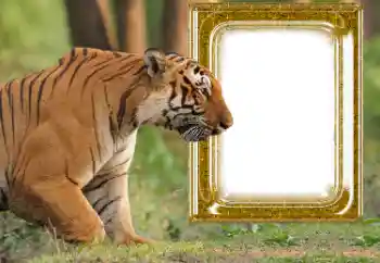 PhotoEffect da categoria Diversos № 176575 PhotoEffect da categoria Diversos № 176575