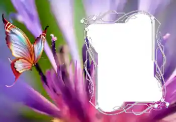 PhotoEffect da categoria Diversos № 176776 PhotoEffect da categoria Diversos № 176776