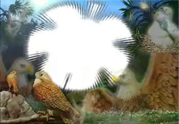 PhotoEffect da categoria Diversos № 22183