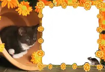 PhotoEffect da categoria Diversos № 36235