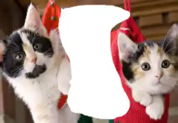 PhotoEffect da categoria Diversos № 37160