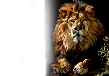 PhotoEffect da categoria Diversos № 37239