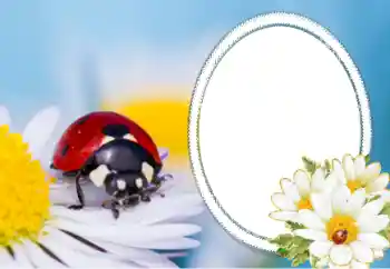 PhotoEffect da categoria Diversos № 40356