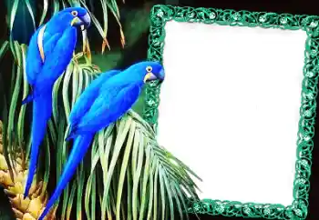 PhotoEffect da categoria Diversos № 60137