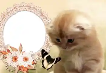 PhotoEffect da categoria Diversos № 60142