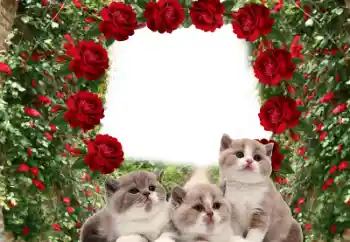 PhotoEffect da categoria Diversos № 60206