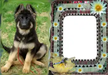 PhotoEffect da categoria Diversos № 68616