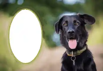 PhotoEffect da categoria Diversos № 68649