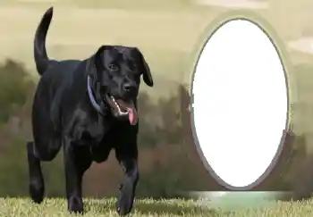 PhotoEffect da categoria Diversos № 68746 PhotoEffect da categoria Diversos № 68746