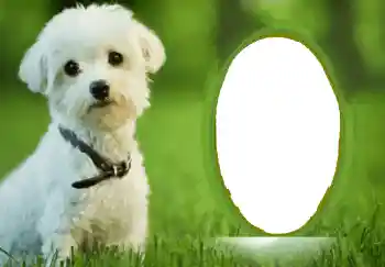 PhotoEffect da categoria Diversos № 68748 PhotoEffect da categoria Diversos № 68748