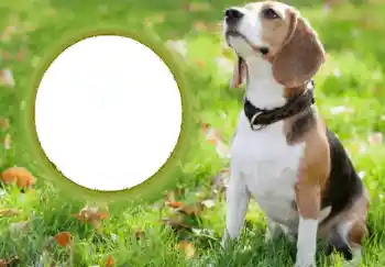 PhotoEffect da categoria Diversos № 68749 PhotoEffect da categoria Diversos № 68749