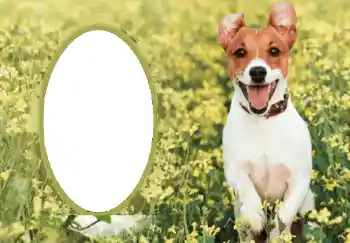 PhotoEffect da categoria Diversos № 68750 PhotoEffect da categoria Diversos № 68750