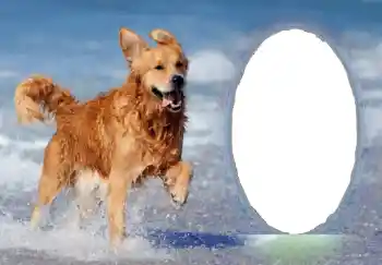 PhotoEffect da categoria Diversos № 68751 PhotoEffect da categoria Diversos № 68751