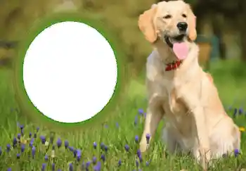 PhotoEffect da categoria Diversos № 68752 PhotoEffect da categoria Diversos № 68752