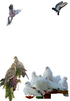 PhotoEffect da categoria Diversos № 81632