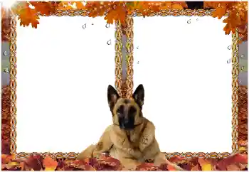 PhotoEffect da categoria Diversos № 8477