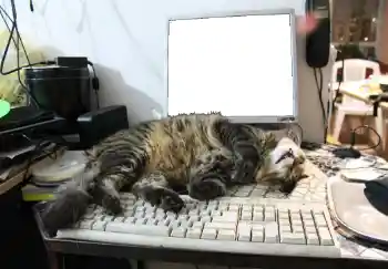 PhotoEffect da categoria Diversos № 93455