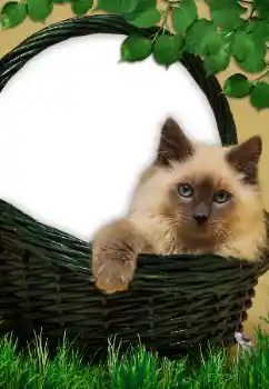 PhotoEffect da categoria Diversos № 9561