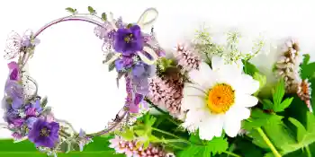 PhotoEffect da categoria Postais de 8 de Março № 42739