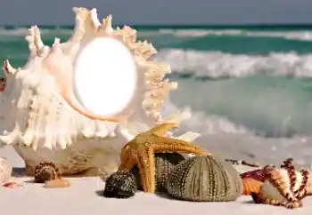 PhotoEffect da categoria Verão № 116085