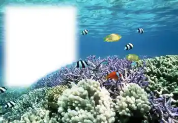 PhotoEffect da categoria Verão № 121111