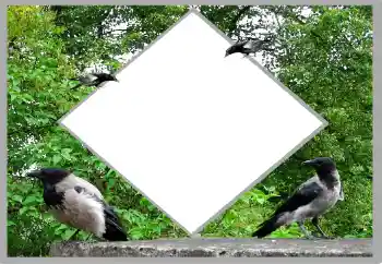 PhotoEffect da categoria Verão № 131476