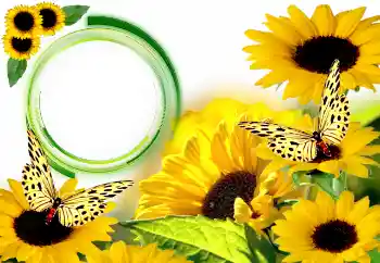 PhotoEffect da categoria Verão № 134446