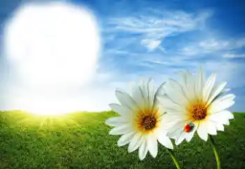 PhotoEffect da categoria Verão № 89268 PhotoEffect da categoria Verão № 89268