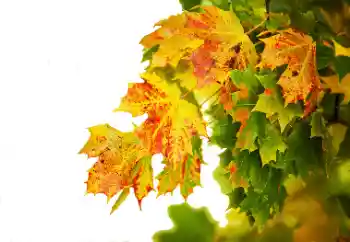 PhotoEffect da categoria Outono № 114235