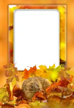 PhotoEffect da categoria Outono № 168000