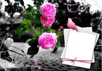 PhotoEffect da categoria Molduras para fotografias de casamento № 12847