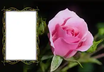 PhotoEffect da categoria Molduras para fotografias femininas № 126936 PhotoEffect da categoria Molduras para fotografias femininas № 126936