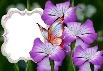 PhotoEffect da categoria Molduras para fotografias femininas № 126944 PhotoEffect da categoria Molduras para fotografias femininas № 126944