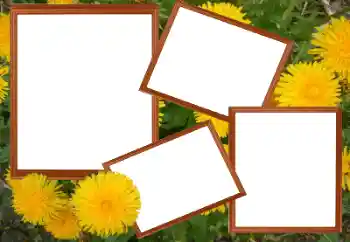 PhotoEffect da categoria Molduras para fotografias femininas № 49448 PhotoEffect da categoria Molduras para fotografias femininas № 49448