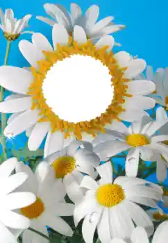 PhotoEffect da categoria Molduras para fotografias femininas № 56606 PhotoEffect da categoria Molduras para fotografias femininas № 56606